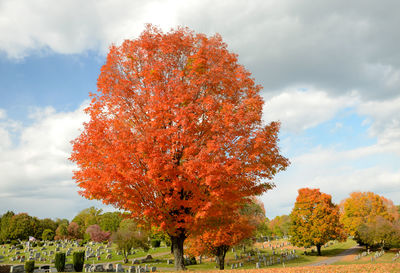 Tombstones and trees in cemetery during autumn