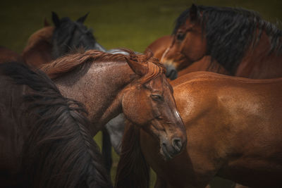 Brown horses on a green field free in nature.