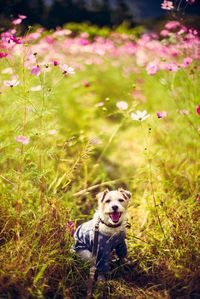 Portrait of dog wearing pet clothing while sitting on grassy field