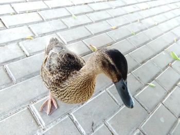 High angle view of duck on sidewalk