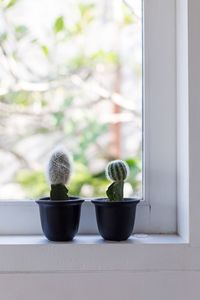 Close-up of potted plant on window sill