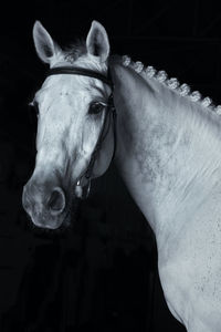 Close-up of a horse