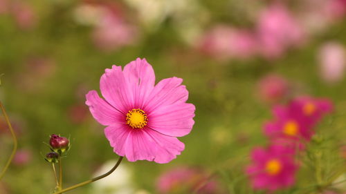 Close-up of pink cosmos flower