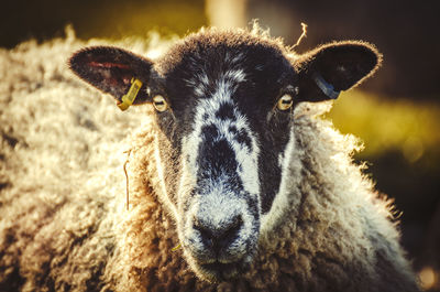 Close-up portrait of sheep