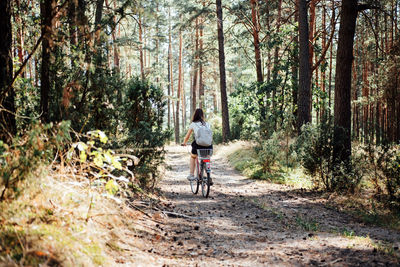 Bicycle tourism. road biking trails. bicycles for rent. single woman riding bike in pine forest in