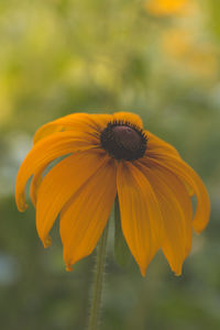 Close-up of yellow flower