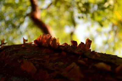 Close-up of tree trunk in forest