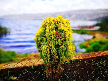 Close-up of yellow plant against sky