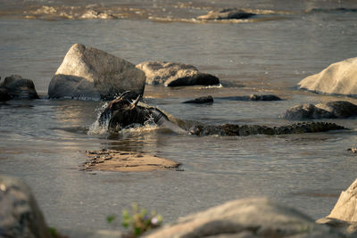 Close-up of crocodile on rock