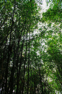 Low angle view of trees in forest