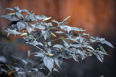 Close-up of flowering plant