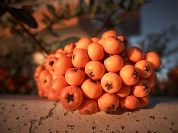 Close-up of orange fruits