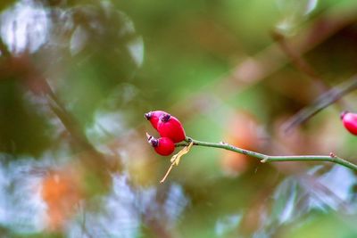 Close-up of red berries on plant