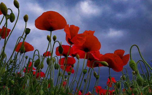 Close-up of red flowering plant against cloudy sky