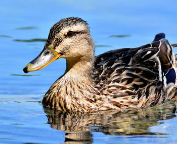 Close-up of duck swimming in lake