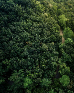 High angle view of trees in forest