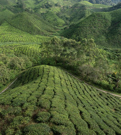 Scenic view of tea plantation in valley