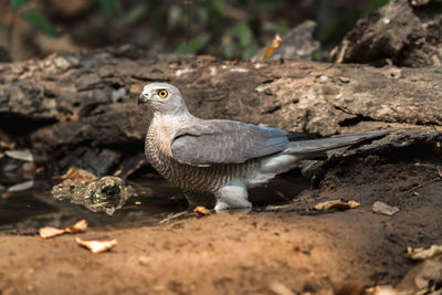 Beautiful bird shikra  huter of hawk drink water on pond