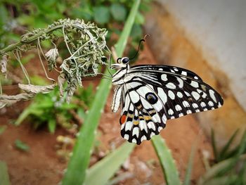 Close-up of butterfly on leaf