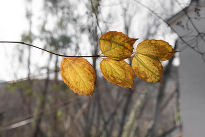 Close-up of dried leaves