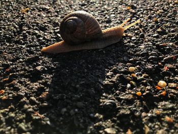 Close-up of snail on ground