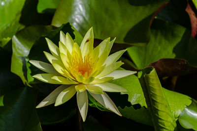 Close-up of yellow flowering plant