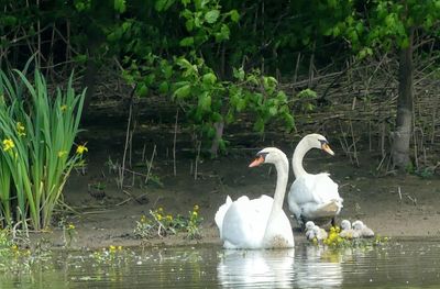 Swans swimming in lake