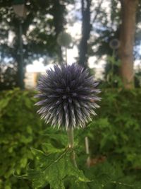 Close-up of flower blooming outdoors