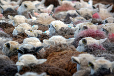 Close-up of sheep