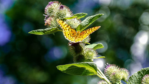 Close-up of yellow flowering plant