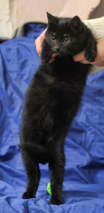 Black cat looking away on bed