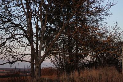 Bare trees on landscape against sky