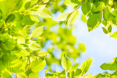 Low angle view of leaves against blurred background