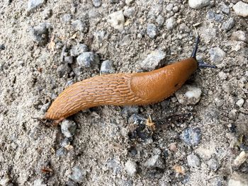 Slug on sand