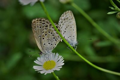 Close-up of butterfly pollinating on flower