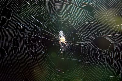 Close-up of spider web