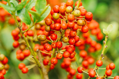 Close-up of red berries growing on tree