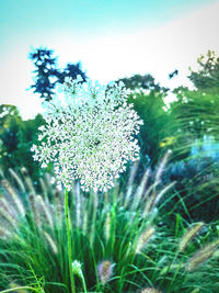 Close-up of flowering plant on field