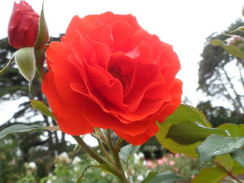 Close-up of red rose blooming outdoors