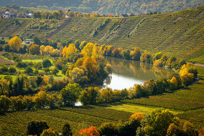 River neckar in autumn with vineyard trees landscape