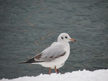 Seagull on snow
