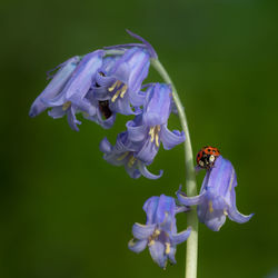 Close-up of bee on purple flower