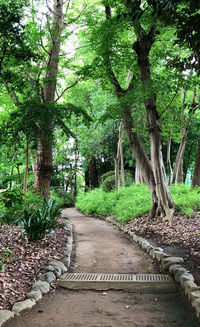 Footpath amidst trees in forest