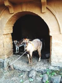 Horse in pen