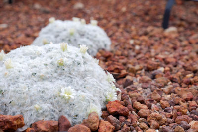 High angle view of white rose on rocks