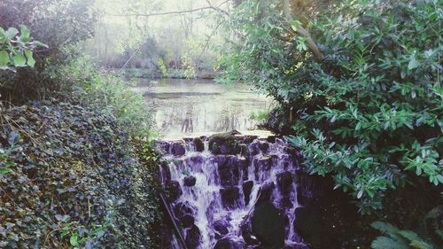 Reflection of trees in water