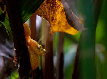 Close-up of lizard on tree trunk