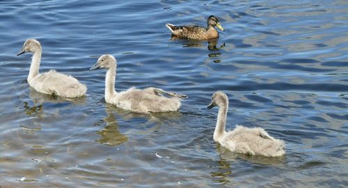 High angle view of signets and duck swimming in lake