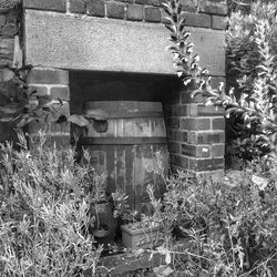 Plants growing on a wall