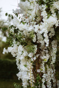 Close-up of cherry blossom